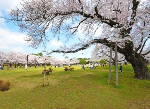 小金井公園