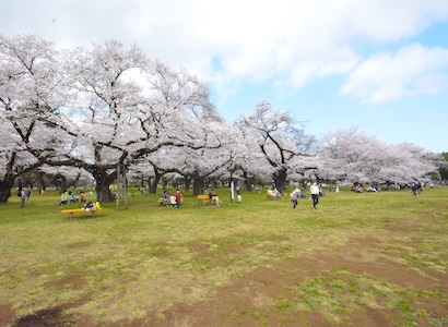 街区／小金井市緑町の土地・宅地物件。建売価格で自由設計の新築一戸建て
