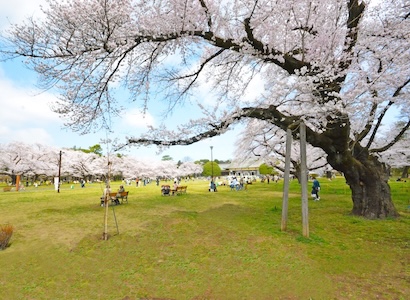 ロケーション／小金井市緑町の土地・宅地物件。建売価格で自由設計の新築一戸建て