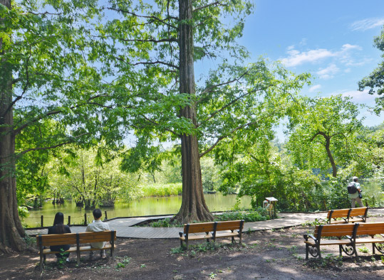 都立石神井公園
